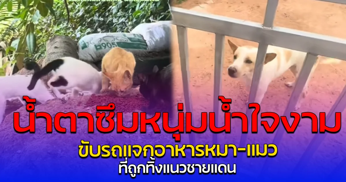 น้ำตาซึมหนุ่มน้ำใจงาม ขับรถแจกอาหารหมา-แมว ที่ถูกทิ้งแนวชายแดน