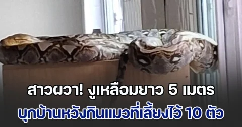 สาวผวา! งูเหลือมยาว 5 เมตร บุกบ้านหวังกินแมวที่เลี้ยงไว้ 10 ตัว