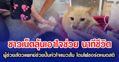 ชาวเน็ตลุ้นเอาใจช่วย นาทีชีวิต ผู้ช่วยสัตวแพทย์ช่วยปั๊มหัวใจแมวส้ม โดนไฟชอร์ตหมดสติ