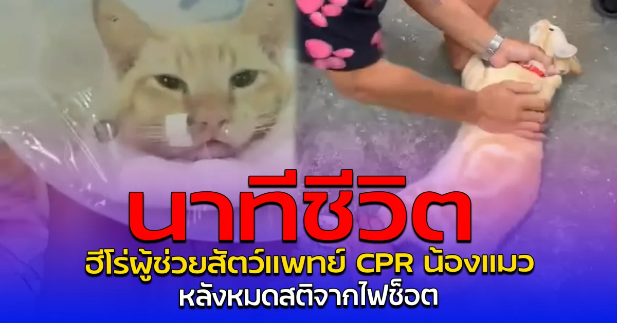 นาทีชีวิต ฮีโร่ผู้ช่วยสัตว์แพทย์ CPR น้องแมว หลังหมดสติจากไฟช็อต