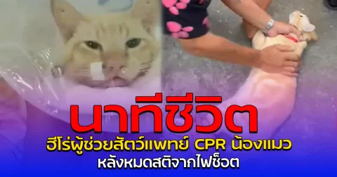 นาทีชีวิต ฮีโร่ผู้ช่วยสัตว์แพทย์ CPR น้องแมว หลังหมดสติจากไฟช็อต