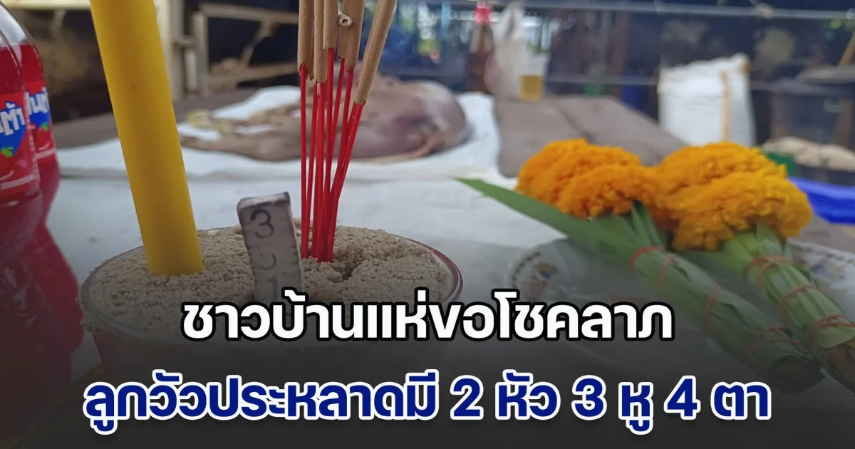 ฮือฮา! ชาวบ้านแห่ขอโชคลาภ ลูกวัวประหลาดมี 2 หัว 3 หู 4 ตา