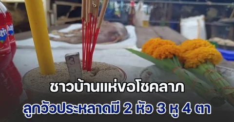ฮือฮา! ชาวบ้านแห่ขอโชคลาภ ลูกวัวประหลาดมี 2 หัว 3 หู 4 ตา