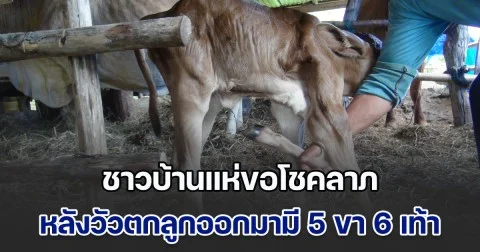 ชาวบ้านแห่ขอโชคลาภ หลังวัวตกลูกออกมามี 5 ขา 6 เท้า