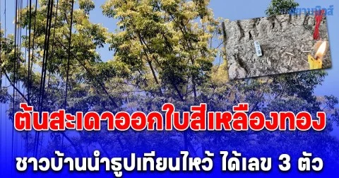 สุดแปลก! ต้นสะเดาออกใบสีเหลืองทอง ชาวบ้านนำธูปเทียนไหว้ ขอโชคลาภได้เลข 3 ตัว