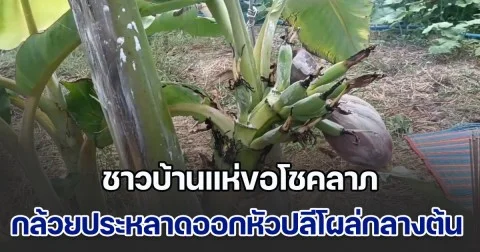 ชาวบ้านแห่ขอโชคลาภ กล้วยประหลาดออกหัวปลีโผล่กลางต้น