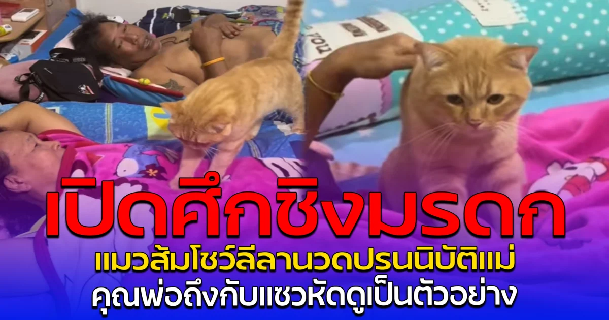 เปิดศึกชิงมรดก แมวส้มโชว์ลีลานวดปรนนิบัติแม่ คุณพ่อถึงกับแซว หัดดูเป็นตัวอย่าง