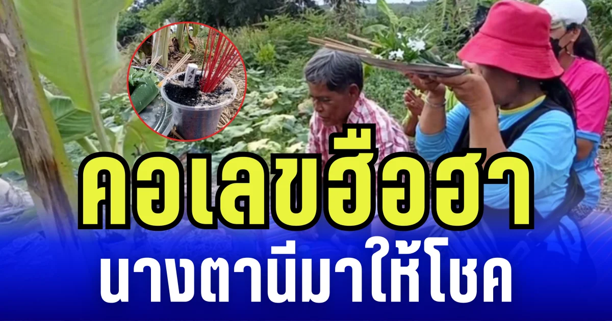 ฮือฮาทั้งหมู่บ้าน! กล้วยประหลาดออกลูกกลางต้น เชื่อนางตานีให้โชค