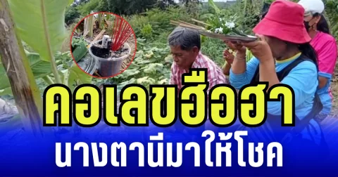 ฮือฮาทั้งหมู่บ้าน! กล้วยประหลาดออกลูกกลางต้น เชื่อนางตานีให้โชค