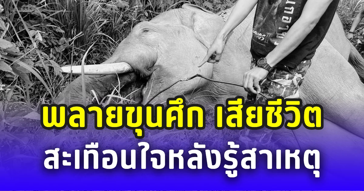 สลดใจ พลายขุนศึก ช้างป่าเสียชีวิต สะเทือนใจหลังรู้สาเหตุ