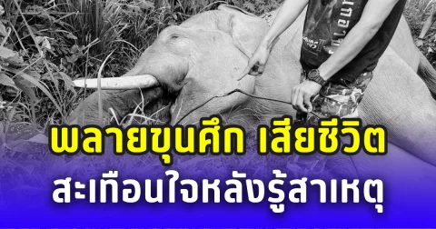 สลดใจ พลายขุนศึก ช้างป่าเสียชีวิต สะเทือนใจหลังรู้สาเหตุ