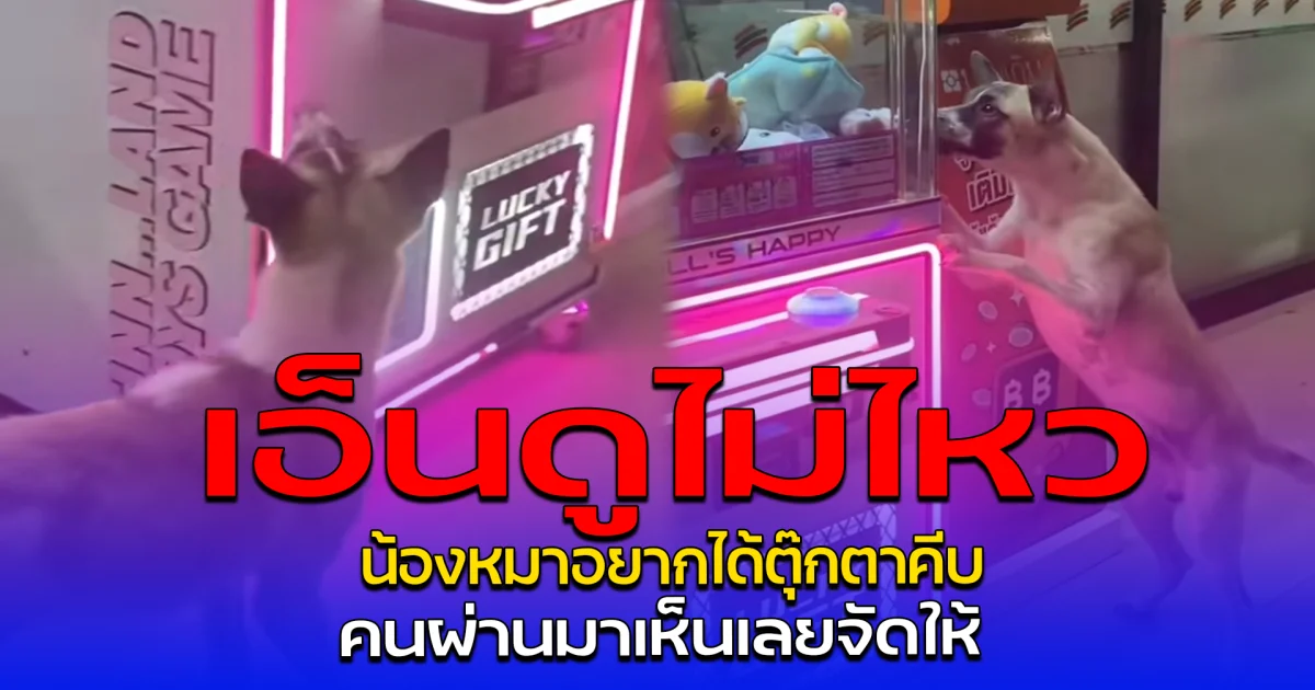 เอ็นดูไม่ไหว น้องหมาอยากได้ตุ๊กตาคีบ คนผ่านมาเห็นเลยจัดให้