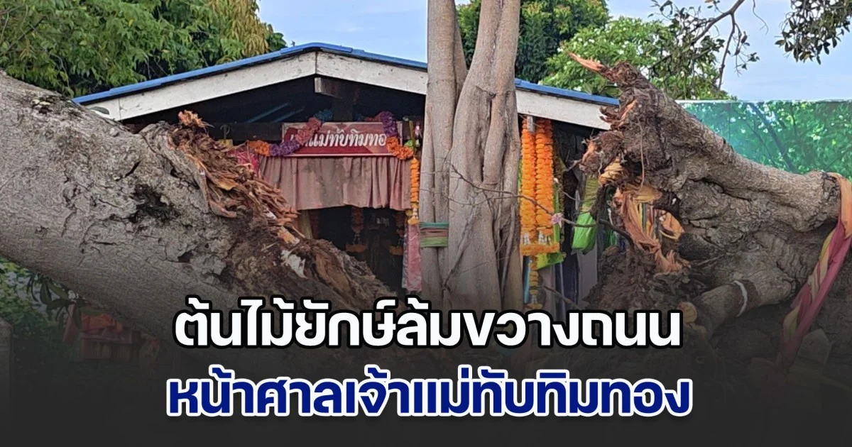 ต้นไม้ยักษ์ล้มขวางถนน หน้าศาลเจ้าแม่ทับทิมทอง