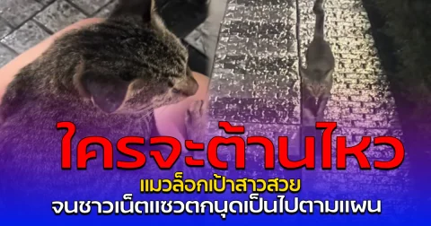 ใครจะต้านไหว แมวล็อกเป้าสาวสวย จนชาวเน็ตแซวตกนุดเป็นไปตามแผน