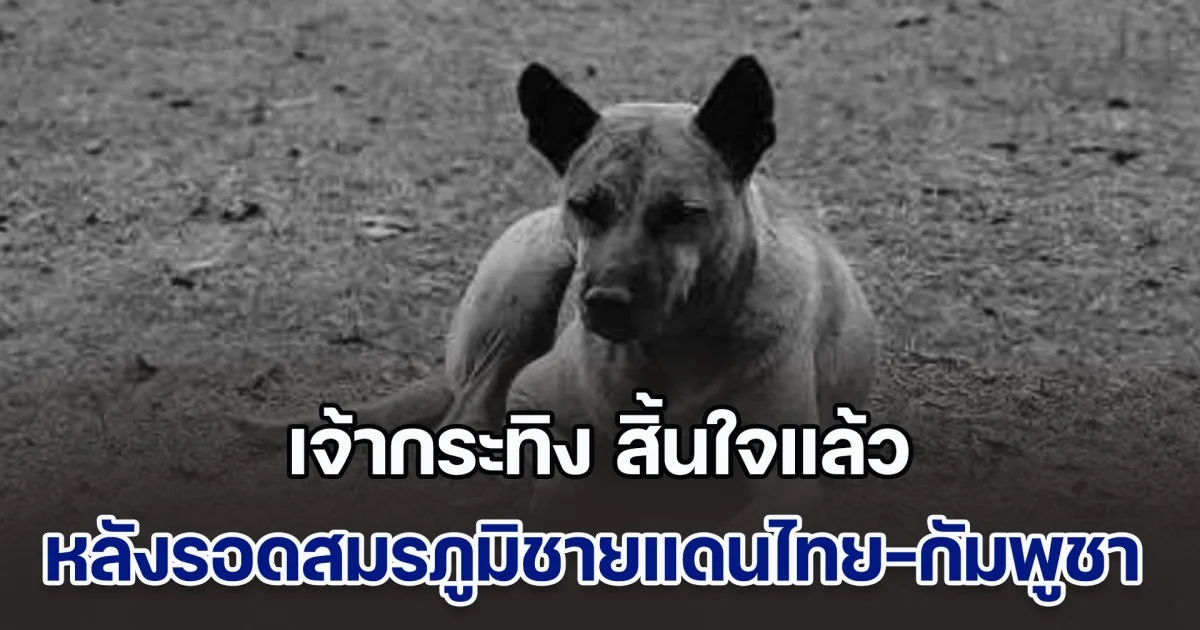 จนท.อช.เขาพระวิหาร โพสต์เศร้า เจ้ากระทิง สุนัขแสนรู้แห่งภูมะเขือ ผ่านสมรภูมิรบชายแดนไทย-กัมพูชา รอดมาได้ถึง 2 ครั้ง สิ้นใจแล้ว