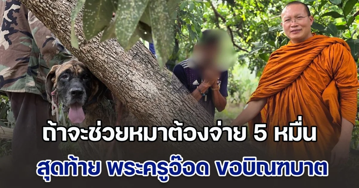 เดือด! วอชด็อกเข้าช่วยหมาผอมโซ ถูกล่ามในสวนลำไย เจอเจ้าของหมาไล่ ถ้าจะช่วยต้องจ่าย 5 หมื่น สุดท้ายจบสวย พระครูอ๊อด ขอบิณฑบาต