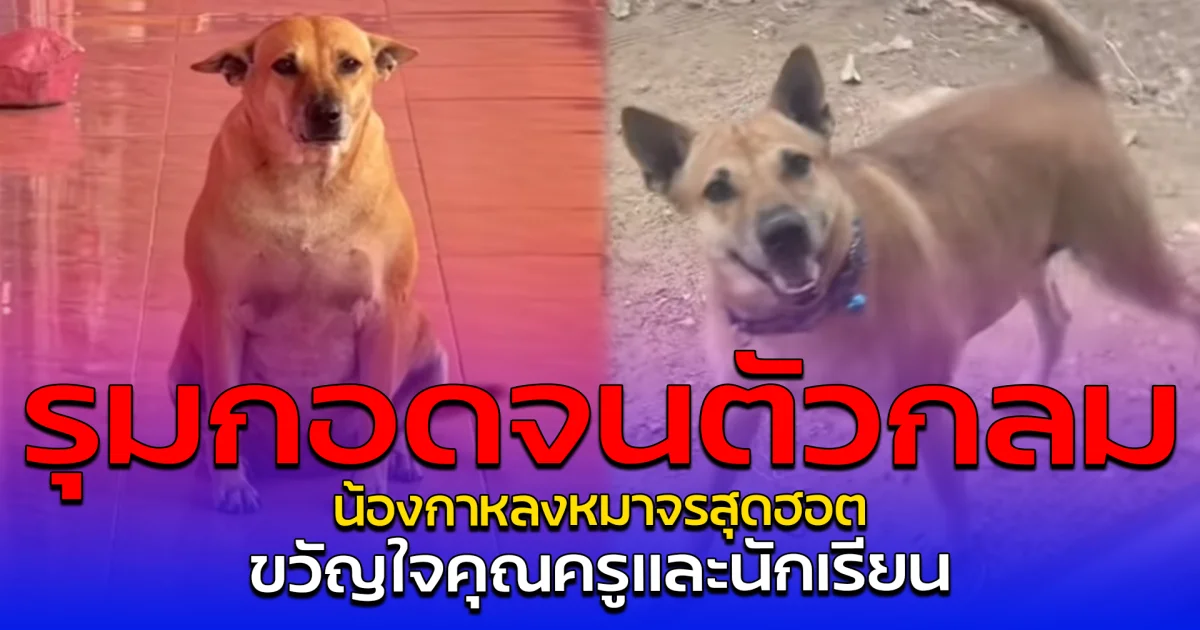 รุมกอดจนตัวกลม น้องกาหลงหมาจรสุดฮอต ขวัญใจคุณครูและนักเรียน