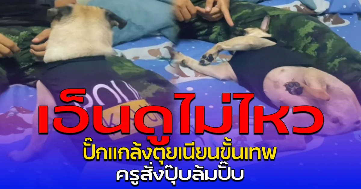 เอ็นดูไม่ไหว ปั๊กแกล้งตุยเนียนขั้นเทพ ครูสั่งปุ๊บล้มปั๊บ