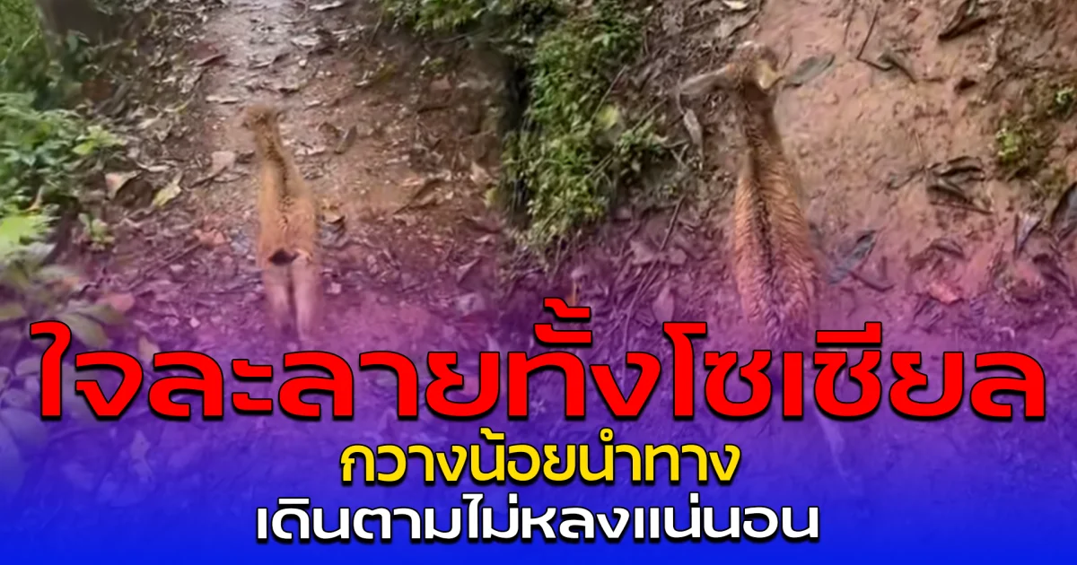 ใจละลายทั้งโซเชียล กวางน้อยนำทาง เดินตามไม่หลงแน่นอน