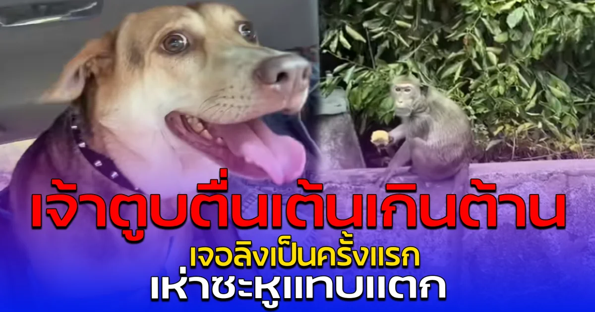 เจ้าตูบตื่นเต้นเกินต้าน เจอลิงเป็นครั้งแรก เห่าซะหูแทบแตก