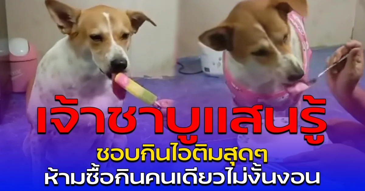 เจ้าชาบูแสนรู้ ชอบกินไอติมสุดๆ ห้ามซื้อกินคนเดียวไม่งั้นงอน
