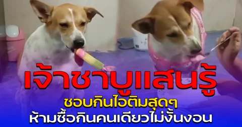 เจ้าชาบูแสนรู้ ชอบกินไอติมสุดๆ ห้ามซื้อกินคนเดียวไม่งั้นงอน