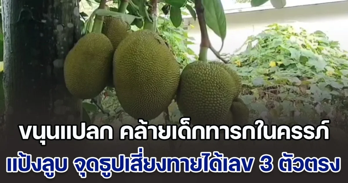 เชื่อมาให้โชค ขนุนแปลก คล้ายเด็กทารกในครรภ์ แป้งลูบ จุดธูปเสี่ยงทายได้เลข 3 ตัวตรง