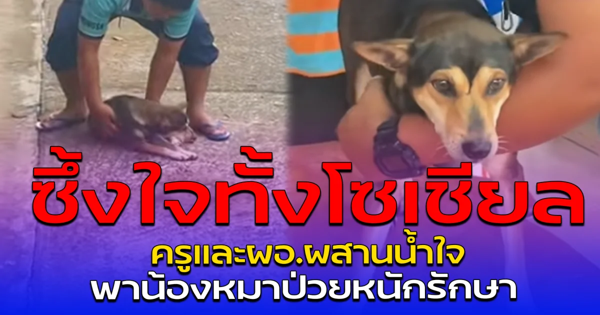 ซึ้งใจทั้งโซเชียล ครูและผอ.ผสานน้ำใจ พาน้องหมาป่วยหนักรักษา