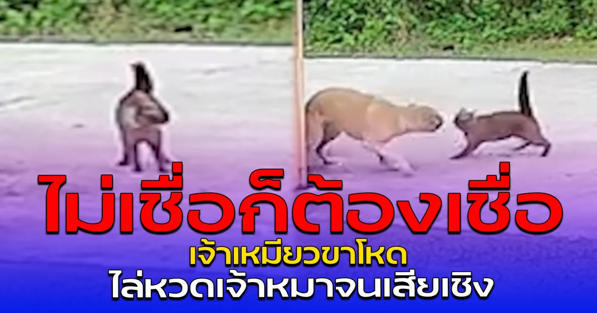 ไม่เชื่อก็ต้องเชื่อ เจ้าเหมียวขาโหด ไล่หวดเจ้าหมาจนเสียเชิง