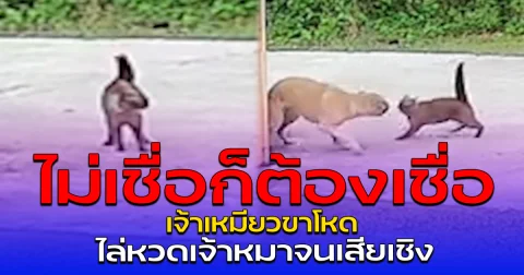 ไม่เชื่อก็ต้องเชื่อ เจ้าเหมียวขาโหด ไล่หวดเจ้าหมาจนเสียเชิง