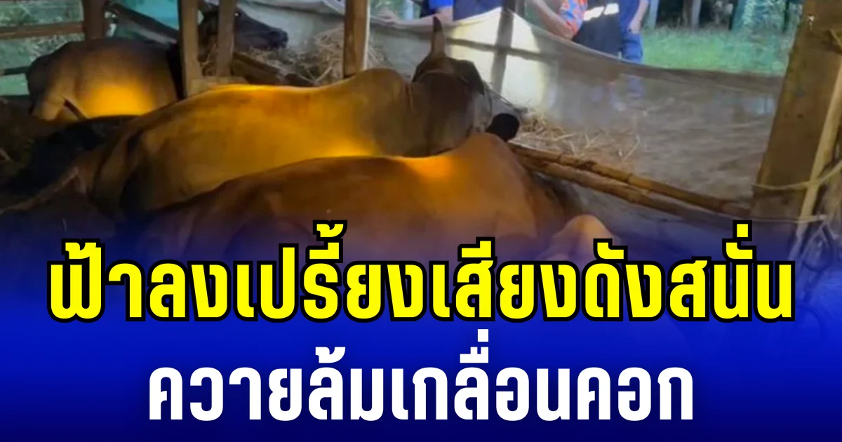 ชาวบ้านสุดผวา ฟ้าลงเปรี้ยงเสียงดังสนั่น ควายล้มเกลื่อนคอก