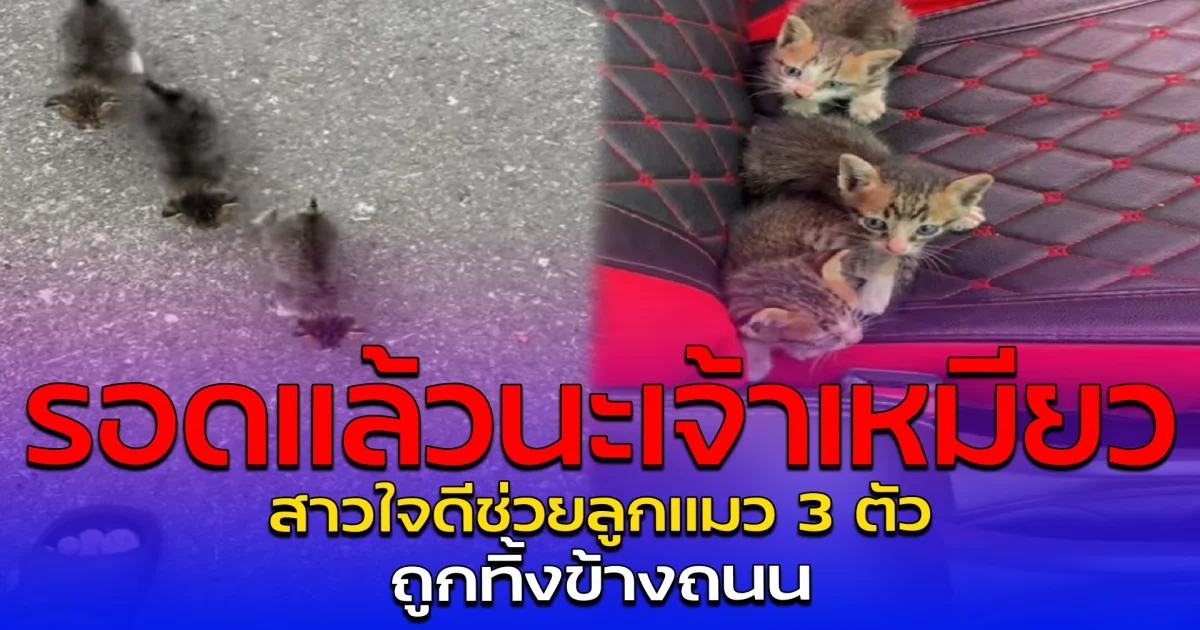 รอดแล้วนะเจ้าเหมียว สาวใจดีช่วยลูกแมว 3 ตัว ถูกทิ้งข้างถนน