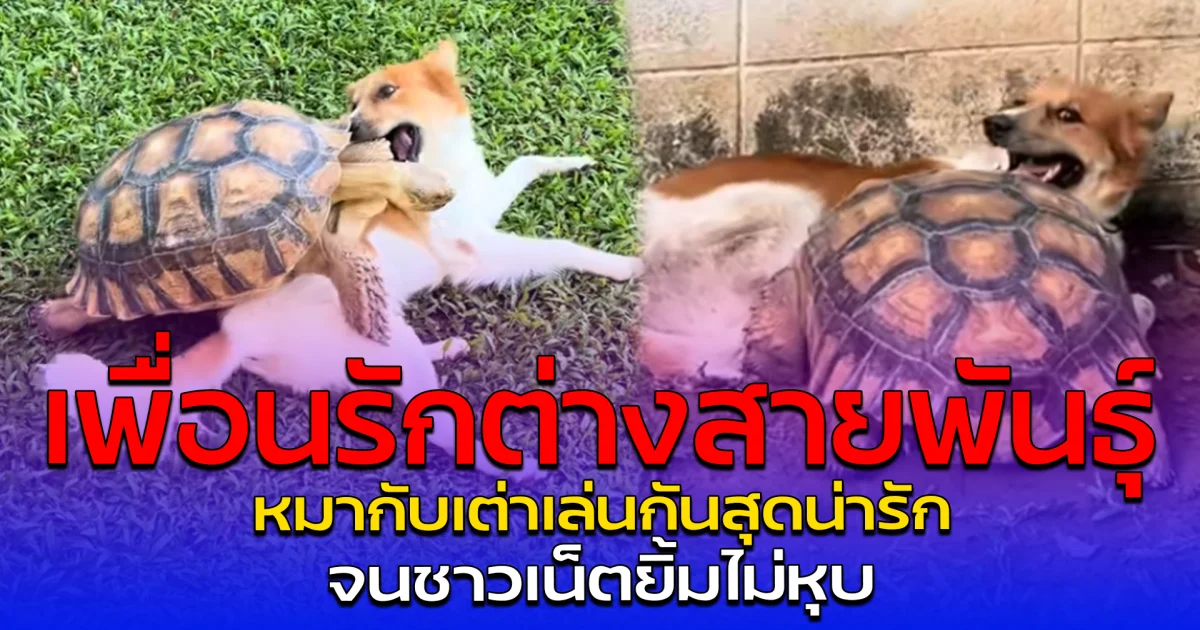 เพื่อนรักต่างสายพันธุ์ หมากับเต่าเล่นกันสุดน่ารัก จนชาวเน็ตยิ้มไม่หุบ