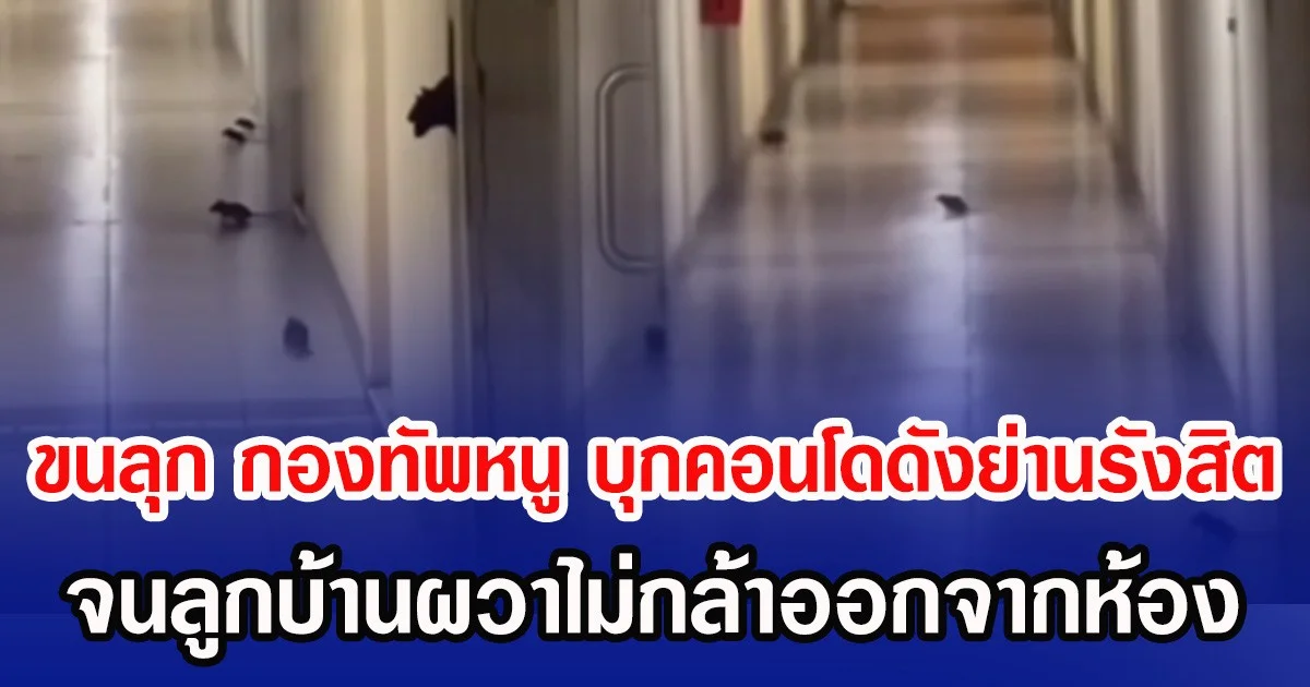 ขนลุก กองทัพหนู บุกคอนโดดังย่านรังสิต จนลูกบ้านผวาไม่กล้าออกจากห้อง