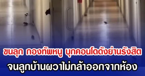 ขนลุก กองทัพหนู บุกคอนโดดังย่านรังสิต จนลูกบ้านผวาไม่กล้าออกจากห้อง