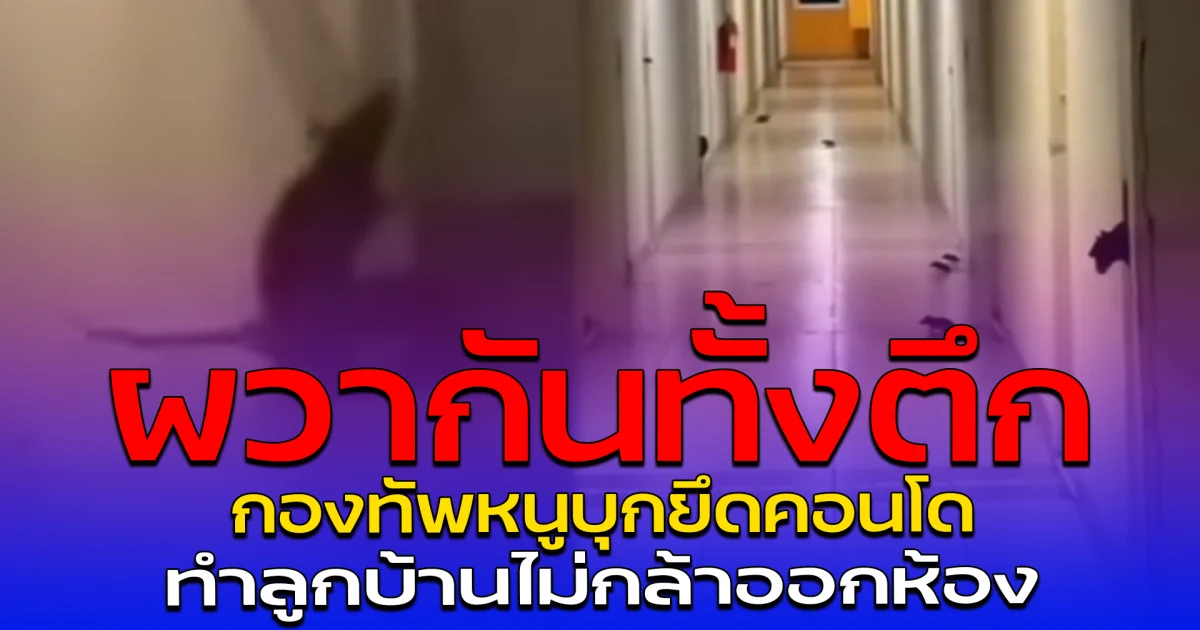 ผวากันทั้งตึก กองทัพหนูบุกยึดคอนโด ทำลูกบ้านไม่กล้าออกห้อง