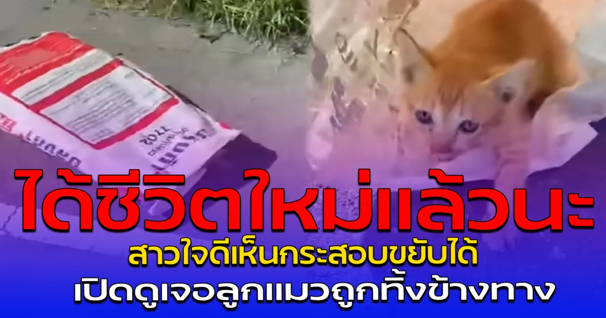 ได้ชีวิตใหม่แล้วนะ สาวใจดีเห็นกระสอบขยับได้ เปิดดูเจอลูกแมวถูกทิ้งข้างทาง