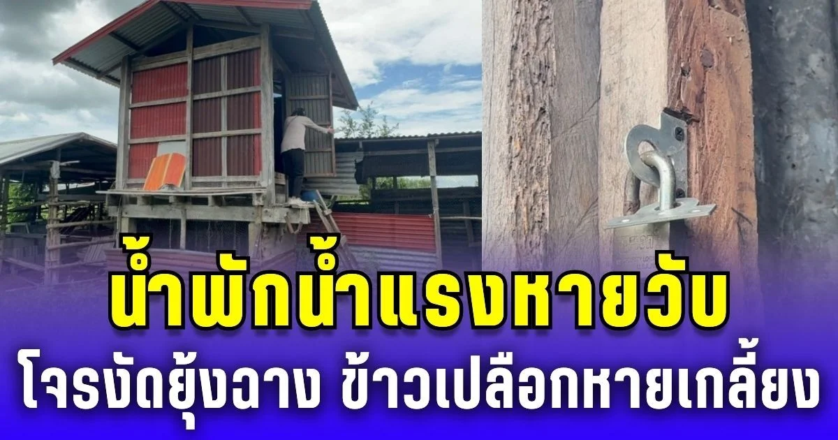 ชาวนาสุดช้ำใจ! น้ำพักน้ำแรงหายวับ โจรงัดยุ้งฉาง ข้าวเปลือกกว่า 40 กระสอบเกลี้ยง