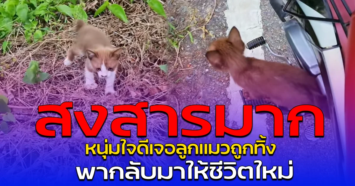 สงสารมาก หนุ่มใจดีเจอลูกแมวถูกทิ้ง พากลับมาให้ชีวิตใหม่
