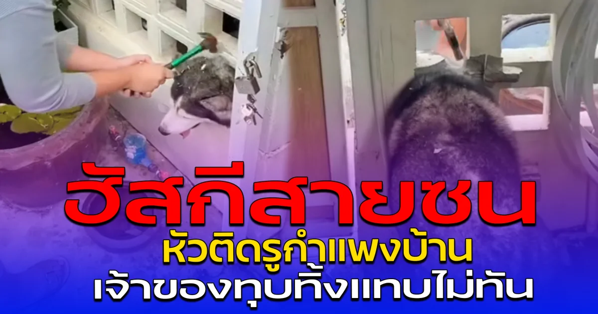 ฮัสกีสายซน หัวติดรูกำแพงบ้าน เจ้าของทุบทิ้งแทบไม่ทัน