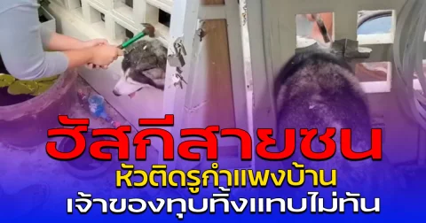 ฮัสกีสายซน หัวติดรูกำแพงบ้าน เจ้าของทุบทิ้งแทบไม่ทัน