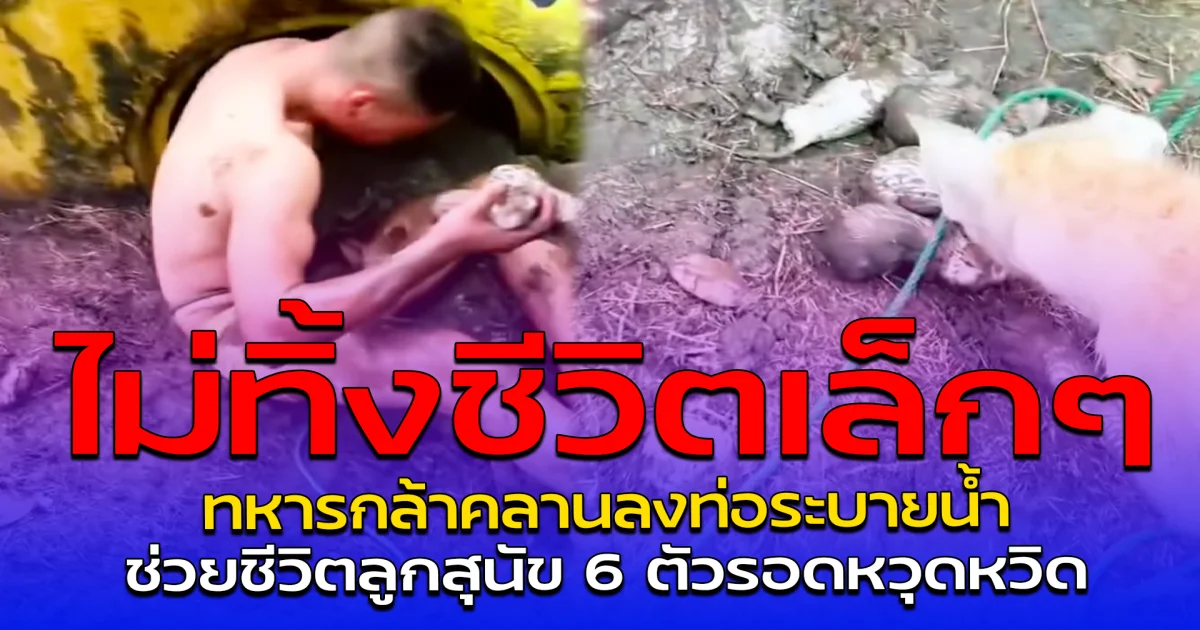 ไม่ทิ้งชีวิตเล็กๆ ทหารกล้าคลานลงท่อระบายน้ำ ช่วยชีวิตลูกสุนัข 6 ตัวรอดหวุดหวิด