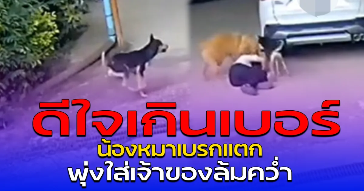 ดีใจเกินเบอร์ น้องหมาเบรกแตก พุ่งใส่เจ้าของล้มคว่ำ