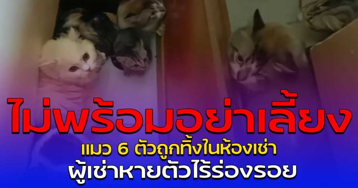 ไม่พร้อมอย่าเลี้ยง แมว 6 ตัวถูกทิ้งในห้องเช่า ผู้เช่าหายตัวไร้ร่องรอย