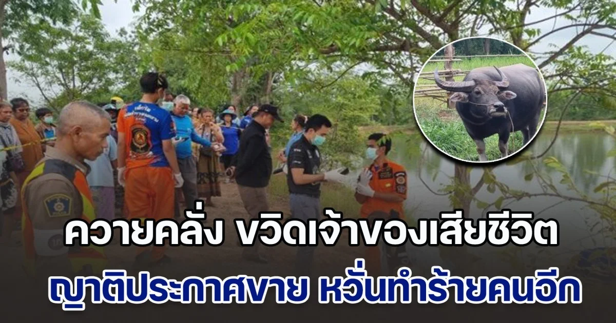 ควายคลั่ง ขวิดเจ้าของที่เลี้ยงมาตั้งแต่เล็กเสียชีวิต ญาติประกาศขาย หวั่นทำร้ายคนอีก เผยไม่รู้สาเหตุ ที่ผ่านมาไม่เคยดุร้าย หรือทำร้ายใคร