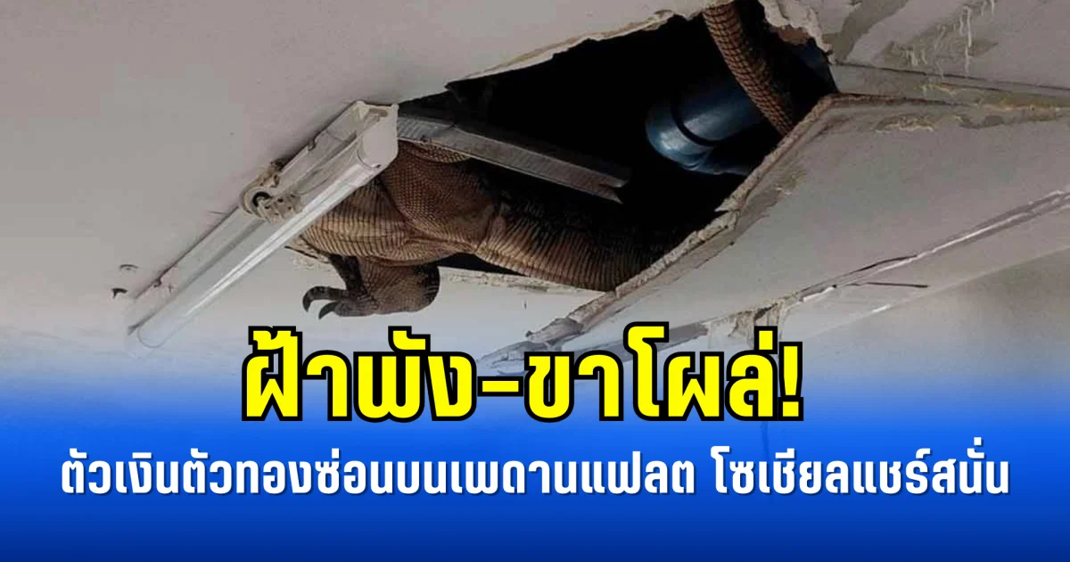 ฝ้าพัง-ขาโผล่! ตัวเงินตัวทองซ่อนบนเพดานแฟลต โซเชียลแชร์สนั่น