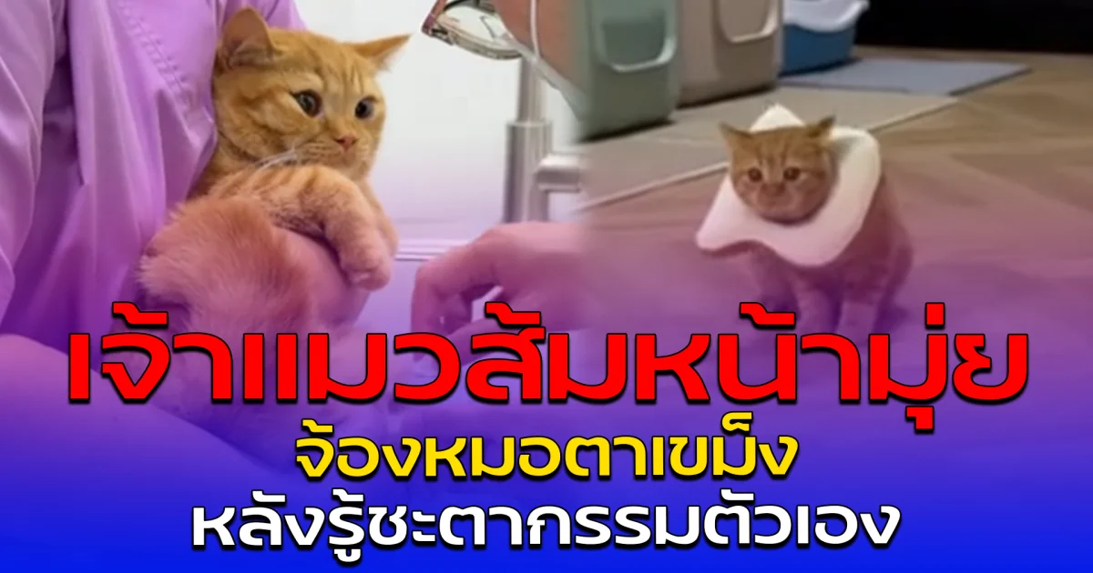 เจ้าแมวส้มหน้ามุ่ย จ้องหมอตาเขม็ง หลังรู้ชะตากรรมตัวเอง