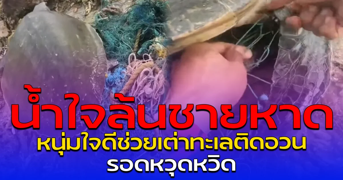 น้ำใจล้นชายหาด หนุ่มใจดีช่วยเต่าทะเลติดอวน รอดหวุดหวิด