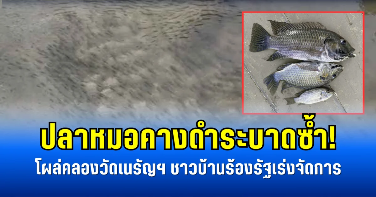 ปลาหมอคางดำระบาดซ้ำ! โผล่คลองวัดเนรัญฯ ชาวบ้านร้องรัฐเร่งจัดการ