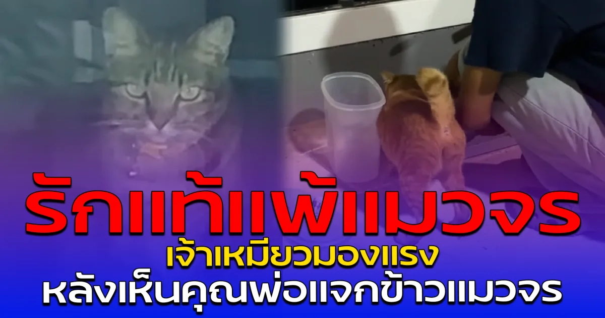 รักแท้แพ้แมวจร เจ้าเหมียวมองแรง หลังเห็นคุณพ่อแจกข้าวแมวจร